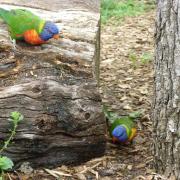 Parc des oiseaux de Villars les Dombes 02-09-2012 (95)