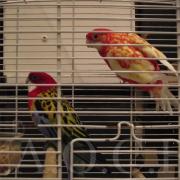 1er Salon d'automne (104)