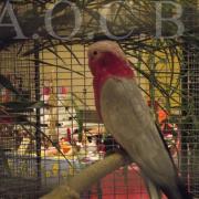 1er Salon d'automne (105)