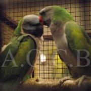 1er Salon d'automne (115)