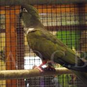 1er Salon d'automne (121)