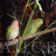 1er Salon d'automne 4 et 5 octobre 2014 (8)