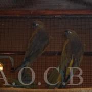 1er Salon d'automne 4 et 5 octobre 2014 (9)