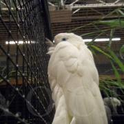 1er Salon d'automne (87)