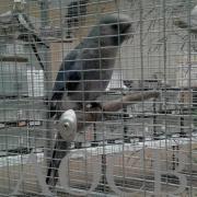 Bourse de Neuzy le 13 mars 2016  (24)