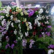 Championnat de France  à Niort 2015 (21)site