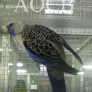 Championnat de France  à Niort 2015 (26)site