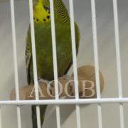 Championnat de France  à Niort 2015 (6)site