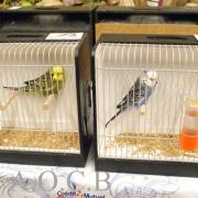 1er Salon d'automne du 3/4 mai 2014