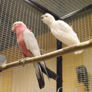 Foire aux oiseaux du 3/4 mai 2014