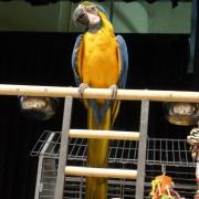 Foire aux oiseaux du 3/4 mai 2014