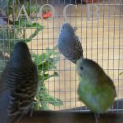 Foire aux oiseaux du 3/4 mai 2014