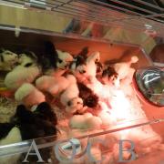 Foire aux oiseaux du 3/4 mai 2014